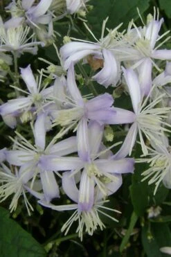 Mrs. Robert Brydon Clematis - 1 Gallon Pot -Garden Plants shop clematis mrs robert brydon 3