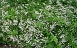 Mrs. Robert Brydon Clematis - 1 Gallon Pot -Garden Plants shop clematis mrs robert brydon 7