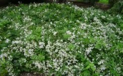 Mrs. Robert Brydon Clematis - 1 Gallon Pot -Garden Plants shop clematis mrs robert brydon 8