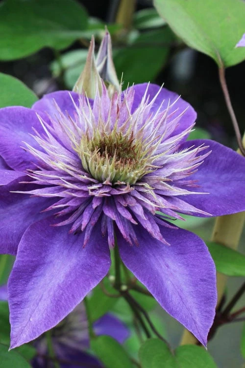 Multi Blue Clematis - 1 Gallon Pot Multi Blue Clematis - 1 Gallon Pot -Garden Plants shop clematis multi blue 1 1