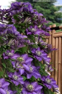 Multi Blue Clematis - 2 Gallon Pot 3 Multi Blue Clematis - 2 Gallon Pot -Garden Plants shop clematis multi blue 3
