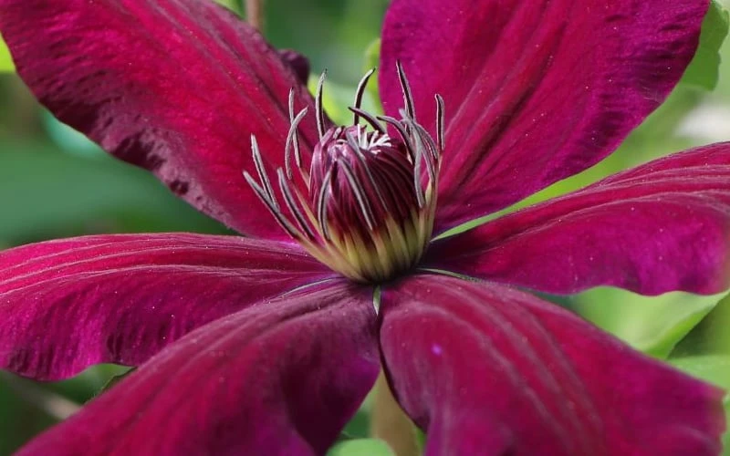 Niobe Clematis - 1 Gallon Pot Niobe Clematis - 1 Gallon Pot -Garden Plants shop clematis niobe 1