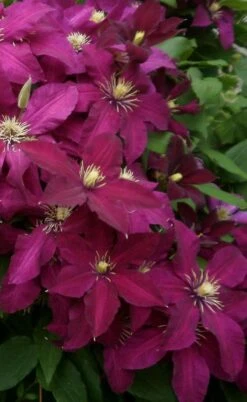 Niobe Clematis - 1 Gallon Pot 4 Niobe Clematis - 1 Gallon Pot -Garden Plants shop clematis niobe 2