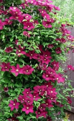 Niobe Clematis - 1 Gallon Pot 5 Niobe Clematis - 1 Gallon Pot -Garden Plants shop clematis niobe 5