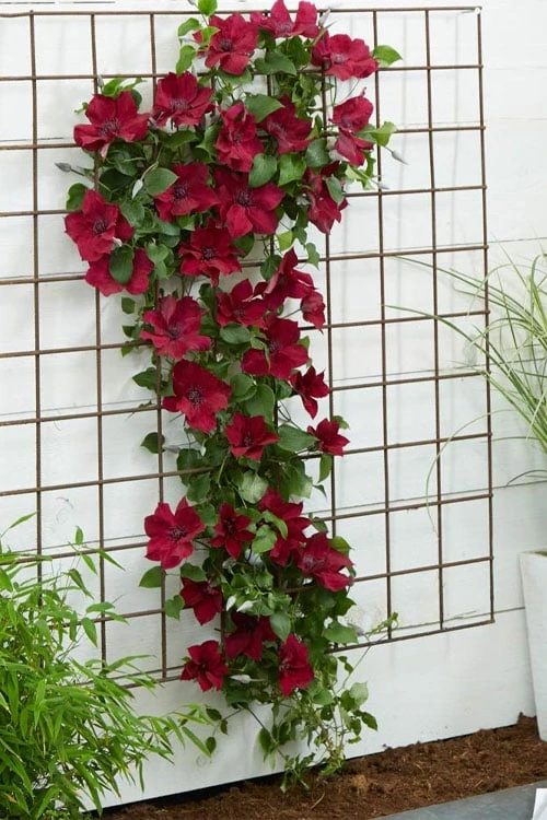 Nubia Clematis - 1 Gallon Pot Nubia Clematis - 1 Gallon Pot -Garden Plants shop clematis nubia 1