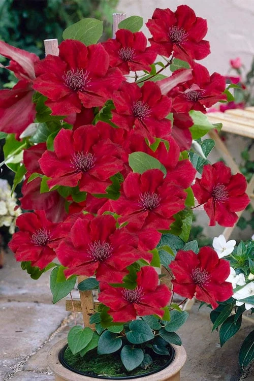 Nubia Clematis - 1 Gallon Pot Nubia Clematis - 1 Gallon Pot -Garden Plants shop clematis nubia 3