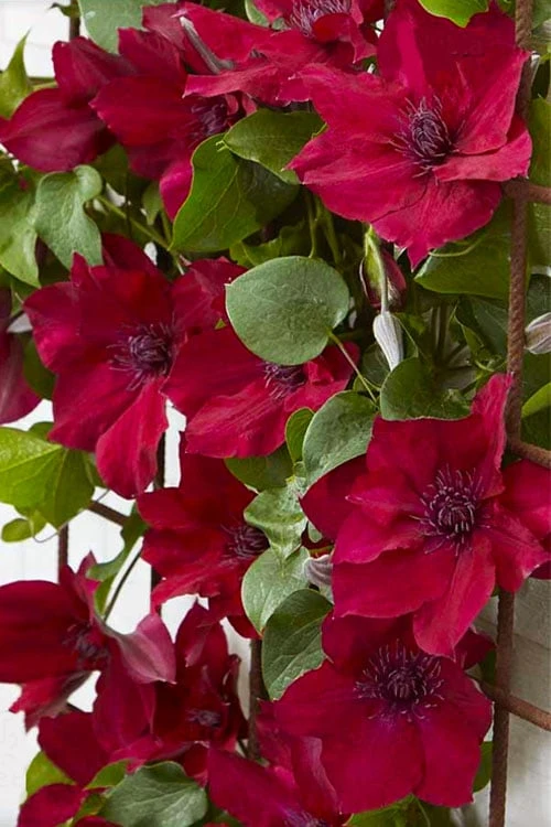 Nubia Clematis - 1 Gallon Pot Nubia Clematis - 1 Gallon Pot -Garden Plants shop clematis nubia 4