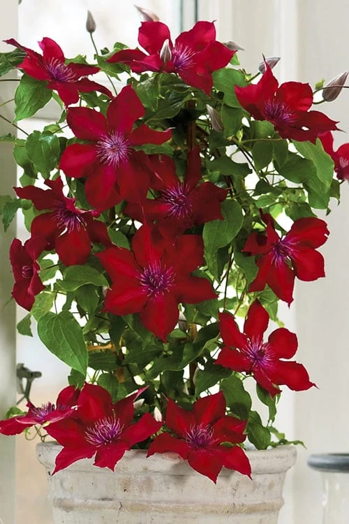 Nubia Clematis - 1 Gallon Pot Nubia Clematis - 1 Gallon Pot -Garden Plants shop clematis nubia 5