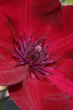 Nubia Clematis - 1 Gallon Pot 3 Nubia Clematis - 1 Gallon Pot -Garden Plants shop clematis nubia 6