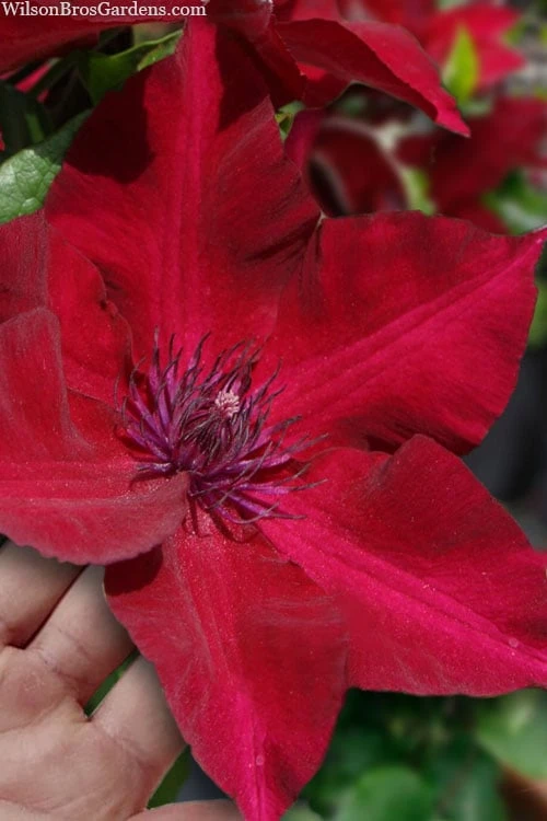 Nubia Clematis - 1 Gallon Pot Nubia Clematis - 1 Gallon Pot -Garden Plants shop clematis nubia 7