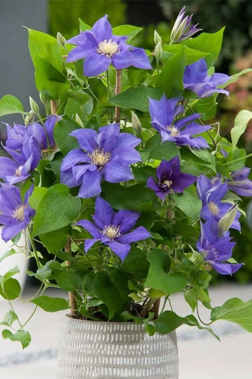 Olympia Clematis - 1 Gallon Pot Olympia Clematis - 1 Gallon Pot -Garden Plants shop clematis olympia 1