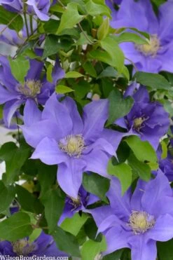 Olympia Clematis - 1 Gallon Pot 4 Olympia Clematis - 1 Gallon Pot -Garden Plants shop clematis olympia 2