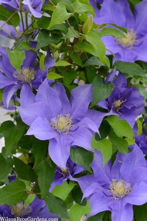 Olympia Clematis - 1 Gallon Pot Olympia Clematis - 1 Gallon Pot -Garden Plants shop clematis olympia 2