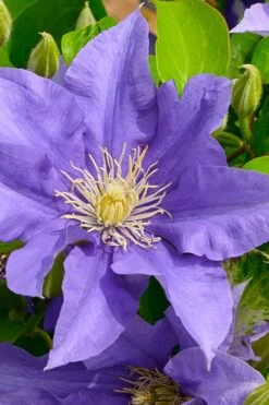 Olympia Clematis - 1 Gallon Pot 5 Olympia Clematis - 1 Gallon Pot -Garden Plants shop clematis olympia 3