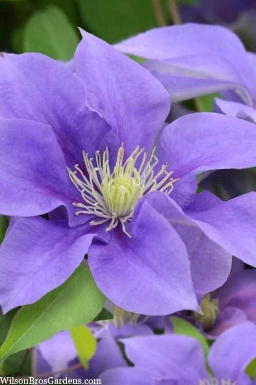 Olympia Clematis - 1 Gallon Pot Olympia Clematis - 1 Gallon Pot -Garden Plants shop clematis olympia 5