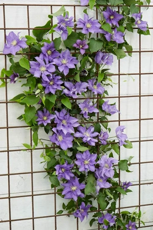 Olympia Clematis - 1 Gallon Pot Olympia Clematis - 1 Gallon Pot -Garden Plants shop clematis olympia 6