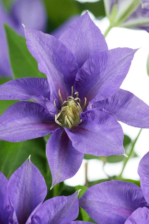 Olympia Clematis - 1 Gallon Pot Olympia Clematis - 1 Gallon Pot -Garden Plants shop clematis olympia 8