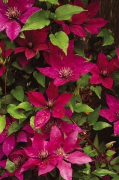 Picardy Clematis - 1 Gallon Pot -Garden Plants shop clematis picardy 9