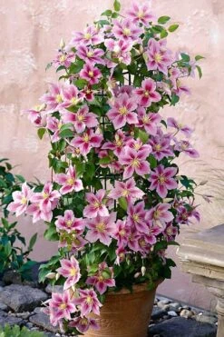 Piilu Clematis (Little Duckling) - 1 Gallon Pot 4 Piilu Clematis (Little Duckling) - 1 Gallon Pot -Garden Plants shop clematis piilu 3