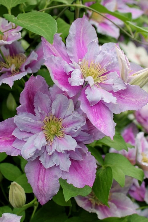 Piilu Clematis (Little Duckling) - 1 Gallon Pot Piilu Clematis (Little Duckling) - 1 Gallon Pot -Garden Plants shop clematis piilu 4