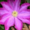 Pink Champagne Clematis - 1 Gallon Pot