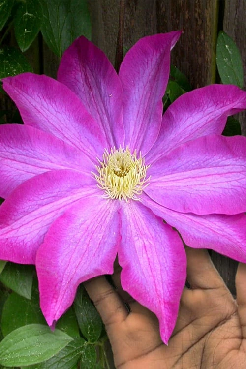 Pink Champagne Clematis - 1 Gallon Pot Pink Champagne Clematis - 1 Gallon Pot -Garden Plants shop clematis pink champagne 10