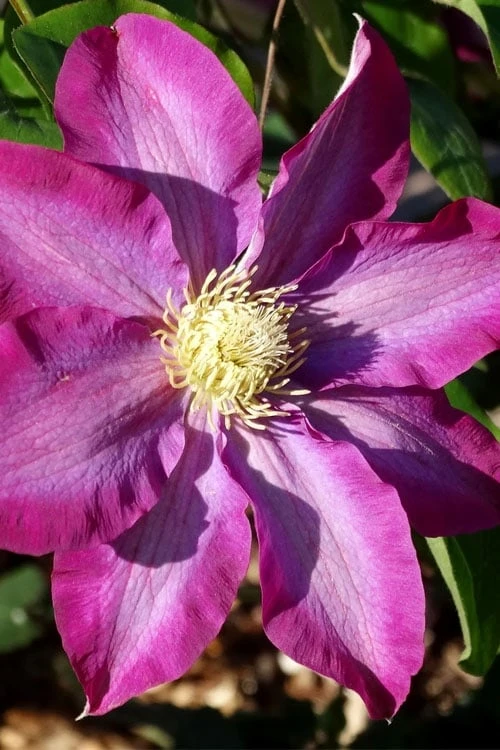 Pink Champagne Clematis - 1 Gallon Pot Pink Champagne Clematis - 1 Gallon Pot -Garden Plants shop clematis pink champagne 2