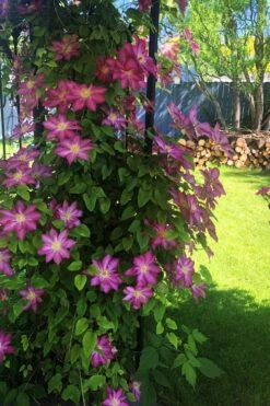 Pink Champagne Clematis - 1 Gallon Pot 5 Pink Champagne Clematis - 1 Gallon Pot -Garden Plants shop clematis pink champagne 4