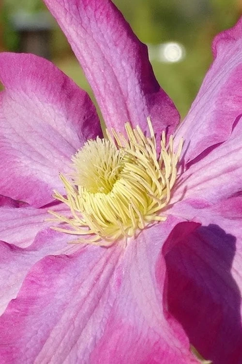 Pink Champagne Clematis - 1 Gallon Pot Pink Champagne Clematis - 1 Gallon Pot -Garden Plants shop clematis pink champagne 6