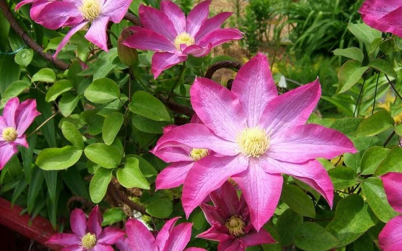 Pink Champagne Clematis - 1 Gallon Pot Pink Champagne Clematis - 1 Gallon Pot -Garden Plants shop clematis pink champagne 8