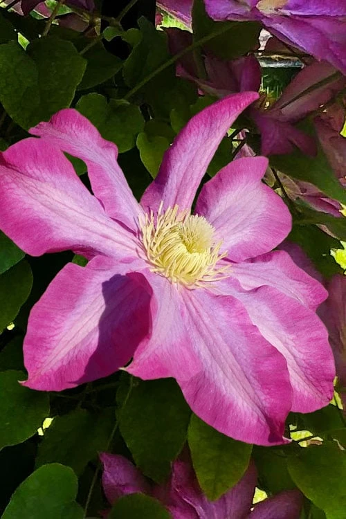Pink Champagne Clematis - 1 Gallon Pot Pink Champagne Clematis - 1 Gallon Pot -Garden Plants shop clematis pink champagne 9
