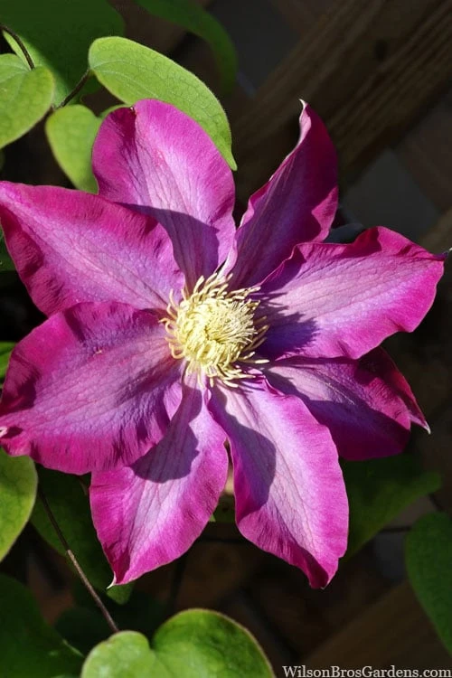 Pink Champagne Clematis - 1 Gallon Pot Pink Champagne Clematis - 1 Gallon Pot -Garden Plants shop clematis pink champagne