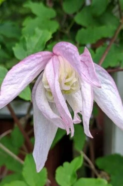 Pink Flamingo Clematis - 1 Gallon Pot 4 Pink Flamingo Clematis - 1 Gallon Pot -Garden Plants shop clematis pink flamingo 6