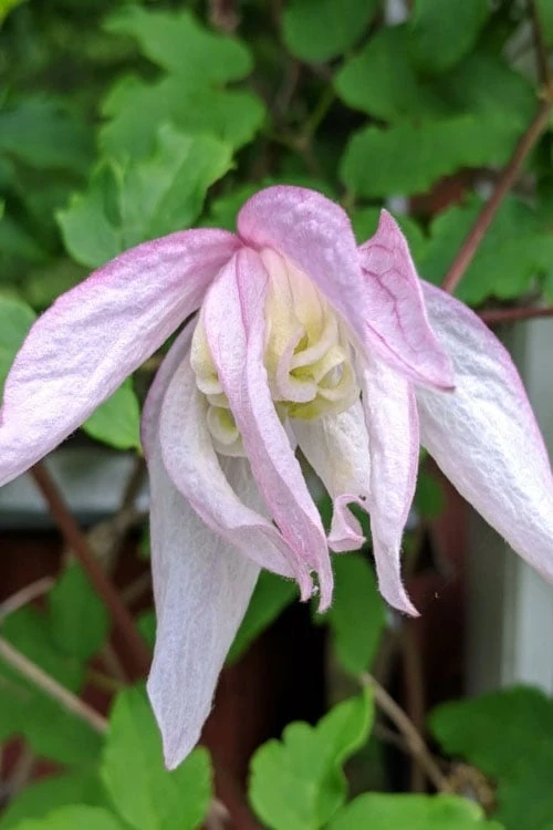 Pink Flamingo Clematis - 1 Gallon Pot Pink Flamingo Clematis - 1 Gallon Pot -Garden Plants shop clematis pink flamingo 6