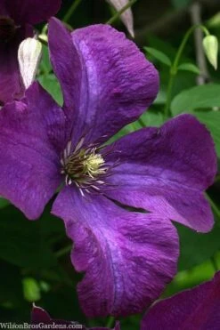 Polish Spirit Clematis - 1 Gallon Pot -Garden Plants shop clematis polish spirit 1