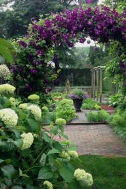 Polish Spirit Clematis - 1 Gallon Pot -Garden Plants shop clematis polish spirit 7