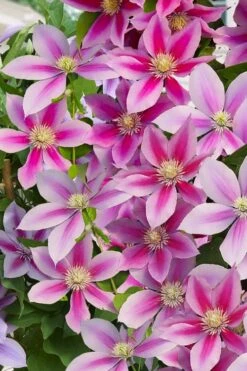 Poseidon Clematis - 1 Gallon Pot -Garden Plants shop clematis poseidon 11