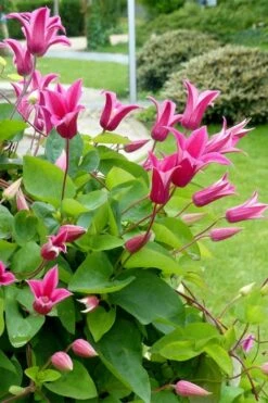Princess Diana Clematis - 1 Gallon Pot -Garden Plants shop clematis princess diana 6