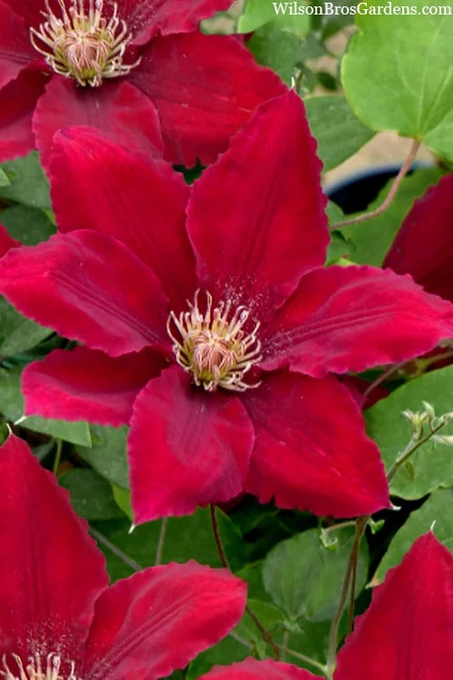 Rebecca Clematis - 1 Gallon Pot Rebecca Clematis - 1 Gallon Pot -Garden Plants shop clematis rebecca 11