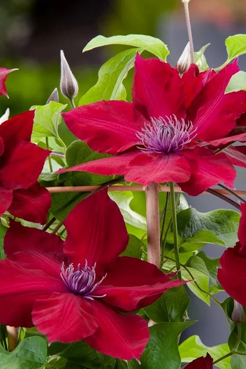 Rebecca Clematis - 1 Gallon Pot Rebecca Clematis - 1 Gallon Pot -Garden Plants shop clematis rebecca 4
