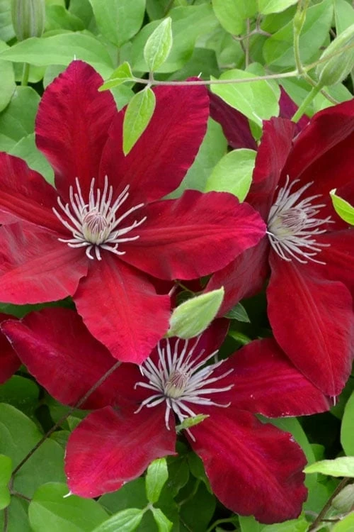 Rebecca Clematis - 1 Gallon Pot Rebecca Clematis - 1 Gallon Pot -Garden Plants shop clematis rebecca 5