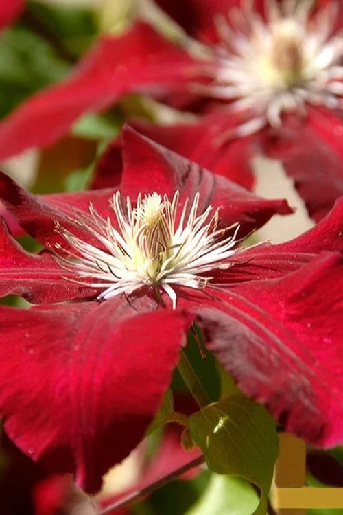 Rebecca Clematis - 1 Gallon Pot Rebecca Clematis - 1 Gallon Pot -Garden Plants shop clematis rebecca 6