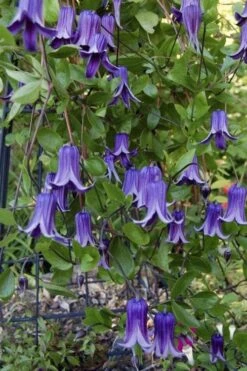 Roguchi Clematis - 1 Gallon Pot -Garden Plants shop clematis roguchi 11