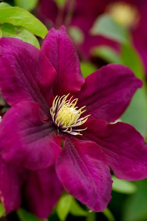 Rosemoor Clematis - 1 Gallon Pot Rosemoor Clematis - 1 Gallon Pot -Garden Plants shop clematis rosemoor 4