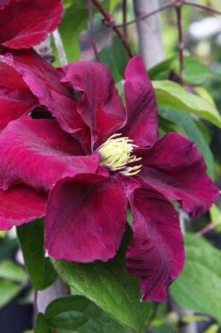 Rosemoor Clematis - 1 Gallon Pot 3 Rosemoor Clematis - 1 Gallon Pot -Garden Plants shop clematis rosemoor 5