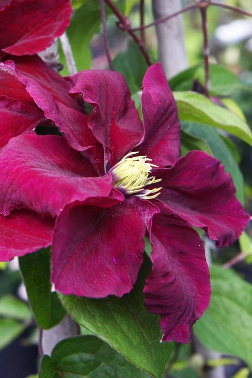 Rosemoor Clematis - 1 Gallon Pot Rosemoor Clematis - 1 Gallon Pot -Garden Plants shop clematis rosemoor 5
