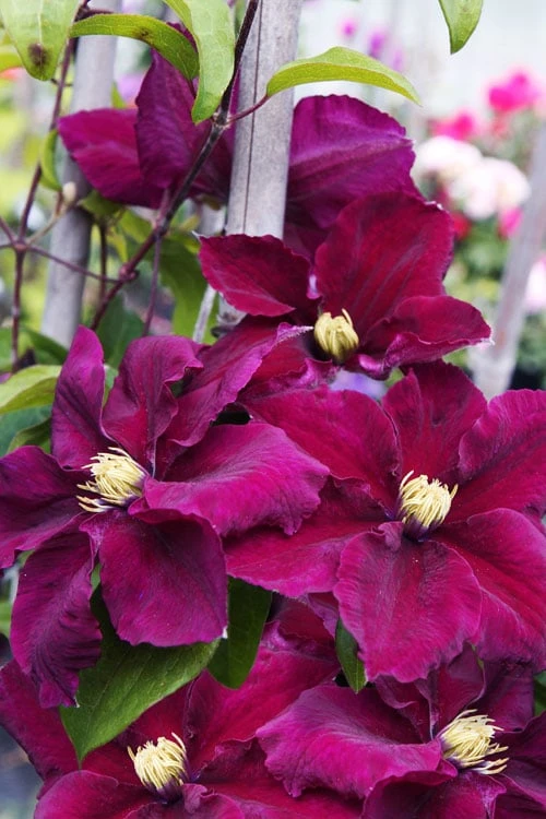 Rosemoor Clematis - 1 Gallon Pot Rosemoor Clematis - 1 Gallon Pot -Garden Plants shop clematis rosemoor 6