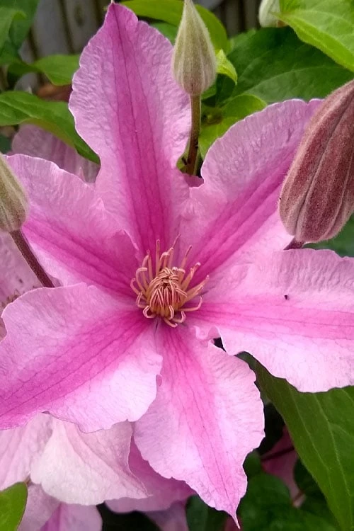 Sally Clematis - 1 Gallon Pot Sally Clematis - 1 Gallon Pot -Garden Plants shop clematis sally 21