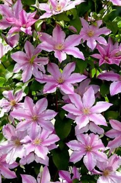 Sally Clematis - 1 Gallon Pot 4 Sally Clematis - 1 Gallon Pot -Garden Plants shop clematis sally 22