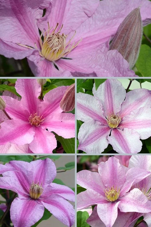 Sally Clematis - 1 Gallon Pot Sally Clematis - 1 Gallon Pot -Garden Plants shop clematis sally 24